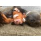 Französische Bulldogge Welpen - Rüde