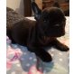 Französische Bulldogge Welpen - Rüde