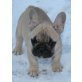Französische Bulldogge Welpen - Rüde