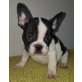 Französische Bulldogge Welpen - Rüde