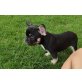 Französische Bulldogge Welpen - Rüde