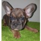 Französische Bulldogge Welpen - Rüde