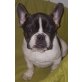 Französische Bulldogge Welpen - Rüde