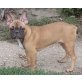 Französische Bulldogge Welpen - Rüde