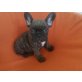 Französische Bulldogge Welpen - Rüde