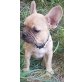 Französische Bulldogge Welpen - Rüde
