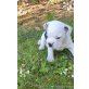Französische Bulldogge Welpen - Rüde