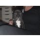 Französische Bulldogge Welpen - Rüde