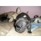 Französische Bulldogge Welpen - Rüde