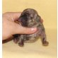 Französische Bulldogge Welpen - Rüde