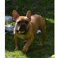 Französische Bulldogge Welpen - Rüde