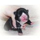 Französische Bulldogge Welpen - Rüde