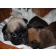 Französische Bulldogge Welpen - Rüde