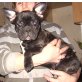Französische Bulldogge Welpen - Rüde