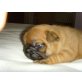 Französische Bulldogge Welpen - Rüde