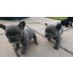 *Französische Bulldogge Welpen zum Verkauf*, Französische Bulldogge - Rüde