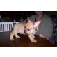Französische Bulldogge/Yorkshire Terrier Welpen - Rüde