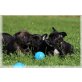 Französische Bulldogge in Blau, Französische Bulldogge - Hündin