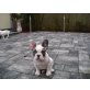 Französische Bulldoggen Baby´s Blauzucht Welpen - Rüde