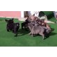 Französische Bulldoggen Welpen!, Französische Bulldogge - Hündin