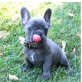 Französische Bulldoggen welpen,, Französische Bulldogge - Hündin