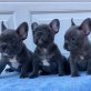 Französische Bulldoggen welpen, Französische Bulldogge - Rüde
