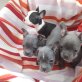 Französische Bully Mix - Rüde