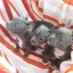 Französische Bully Mix - Rüde