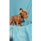 Französische Bully Mix - Rüde