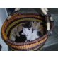 Fratzl, hauskatze perser - Katze