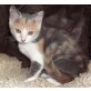 Frau Pinki, BKH-Mix - Katze