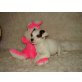 Frea, Jack-Russell-Terrier Welpen - Rüde