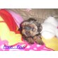 Freaky u. Fredi Fauli, Yorkshire Terrier Welpen - Rüde