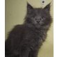 Freche Blue Boys, Maine Coon - Kater
