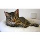 Fred, Europäische Kurzhaarkatze - Kater