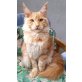 Fred, Maine Coon - Kater