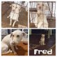 Fred, Mischling - Rüde