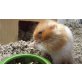 Fred, Teddyhamster - männlich
