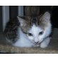 Fred u. Wilma, EKH - Kater