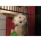 Freddi, Goldhamster - männlich