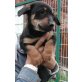 Freddy, Dackel-Pinscher - Rüde
