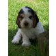 Freddy, Englischer Cockerspaniel - Rüde