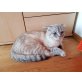 Freddy, Europäisch Kurzhaar - Kater
