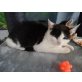 Freddy, Europäisch Kurzhaar und Hauskatze - Kater