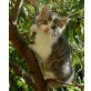 Freddy, Luise und Mattis, wunderschöne, freche Kätzchen - Kater