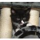 Freddy, Norwegische Waldkatze - Kater