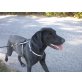 Freddy, Superfreundlicher FREDDY sucht Familie - Rüde