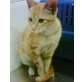 Freddy, rot gestromt - Kater