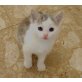 Freddy, süßes, anhängliches Käterchen  - Kater