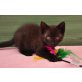 Frederick, Quirliger FREDERICK! Freigangplatz - Kater